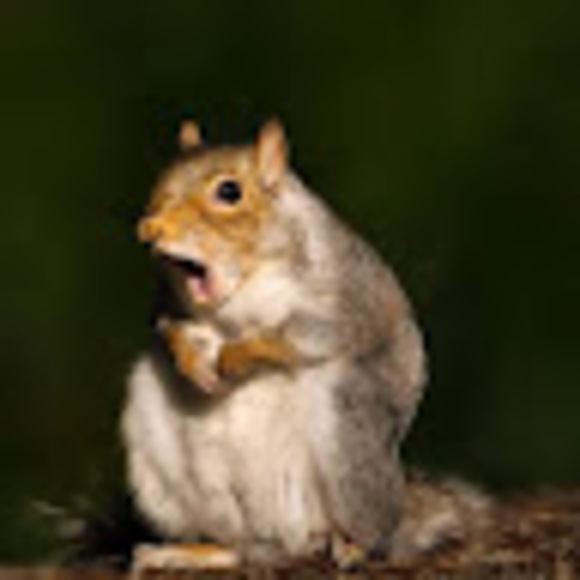 Meet your Posher, Danielle - Picture 1 of 1